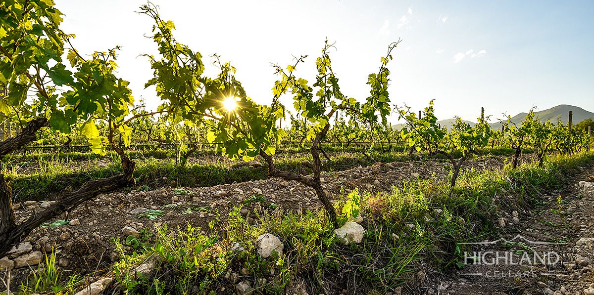 Die wichtigsten sind Areni, Garan Dmak (Schafssteiß), «Voskehat» (Goldkorn), Tosot (Staub), Kangun (Beständigkeit), Kakhet, Areni noir, Karmrahiut (Rotsaft), Nrneni (Granatapfel),